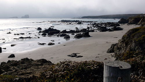 Elephant Seal Beach