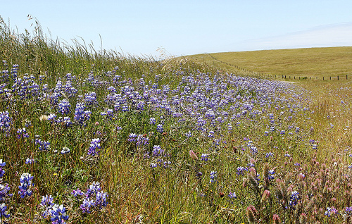 Lupin Hill