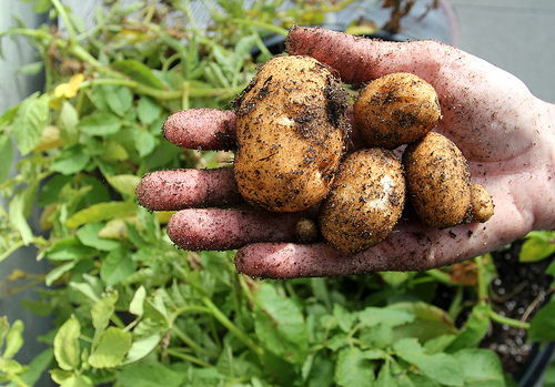 Gardening: A Spud’s Life