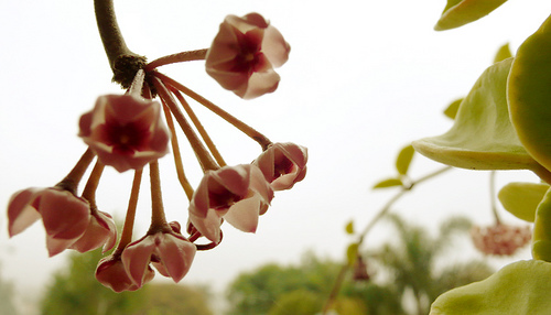 Photo Saturday: Star Witness – A Hoya in Bloom