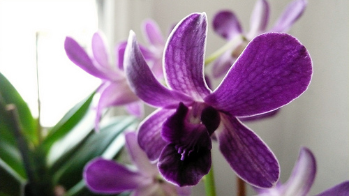 Recycled Orchids as Holiday Gifts
