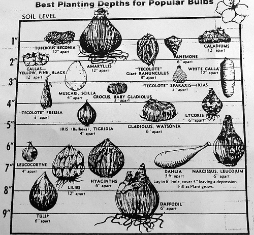 Bulb Planting Chart