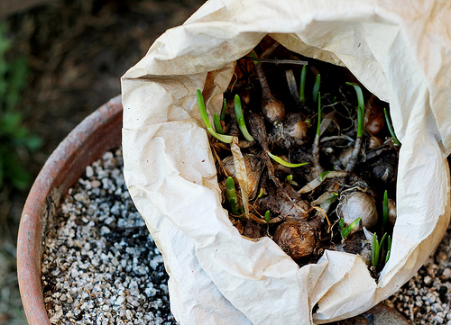 Bag o' Bulbs