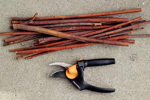 Willow Branches Chopped