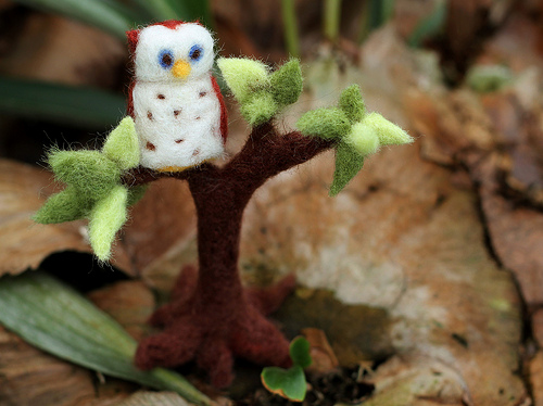 Owl on the Staghorn Ferns