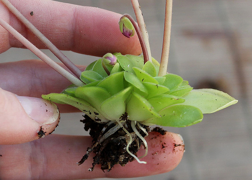 Re-Potting Pinguicula