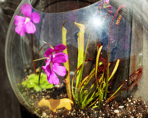 Carnivorous Plants in Hanging Terrariums - Radmegan