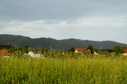 Austrian Field