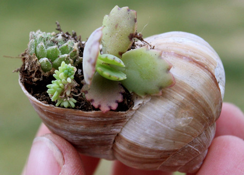 Miniature Gardens: Shell-Potted Succulents