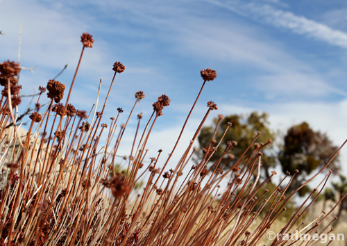 Photo Saturday: Desert Buckwheat