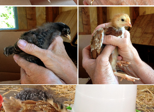 Photo Saturday: Baby Chickens!!!!!!!!