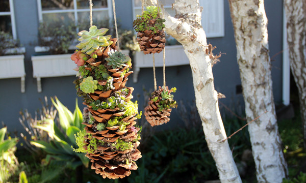 Small Garden Project: Succulent-Planted Pinecones for CreativeLive
