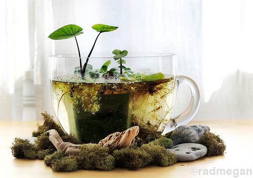 9 Best moss bowls to buy for Zen indoor gardening in 2021